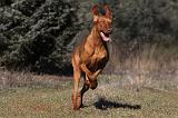 VIZSLA poil court 036